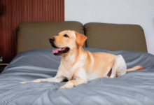 Buy Dog Bed Covers: The Ultimate Solution for Pet Comfort and Protection