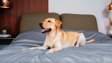 Buy Dog Bed Covers: The Ultimate Solution for Pet Comfort and Protection