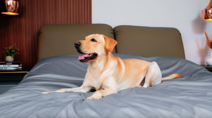 Buy Dog Bed Covers: The Ultimate Solution for Pet Comfort and Protection