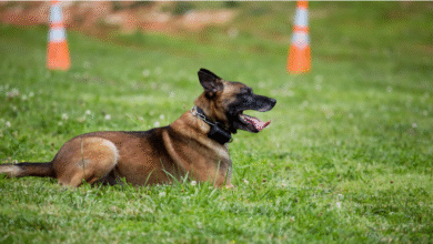 Becoming a Certified K9 Handler: What You Need to Know