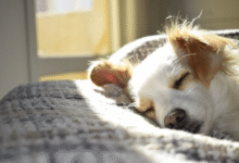 What Makes a Comfortable Sleeping Space for Dogs?