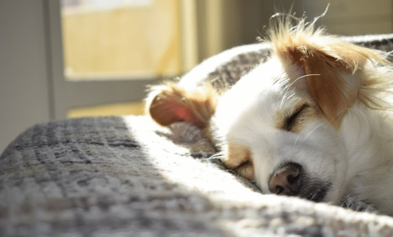What Makes a Comfortable Sleeping Space for Dogs?
